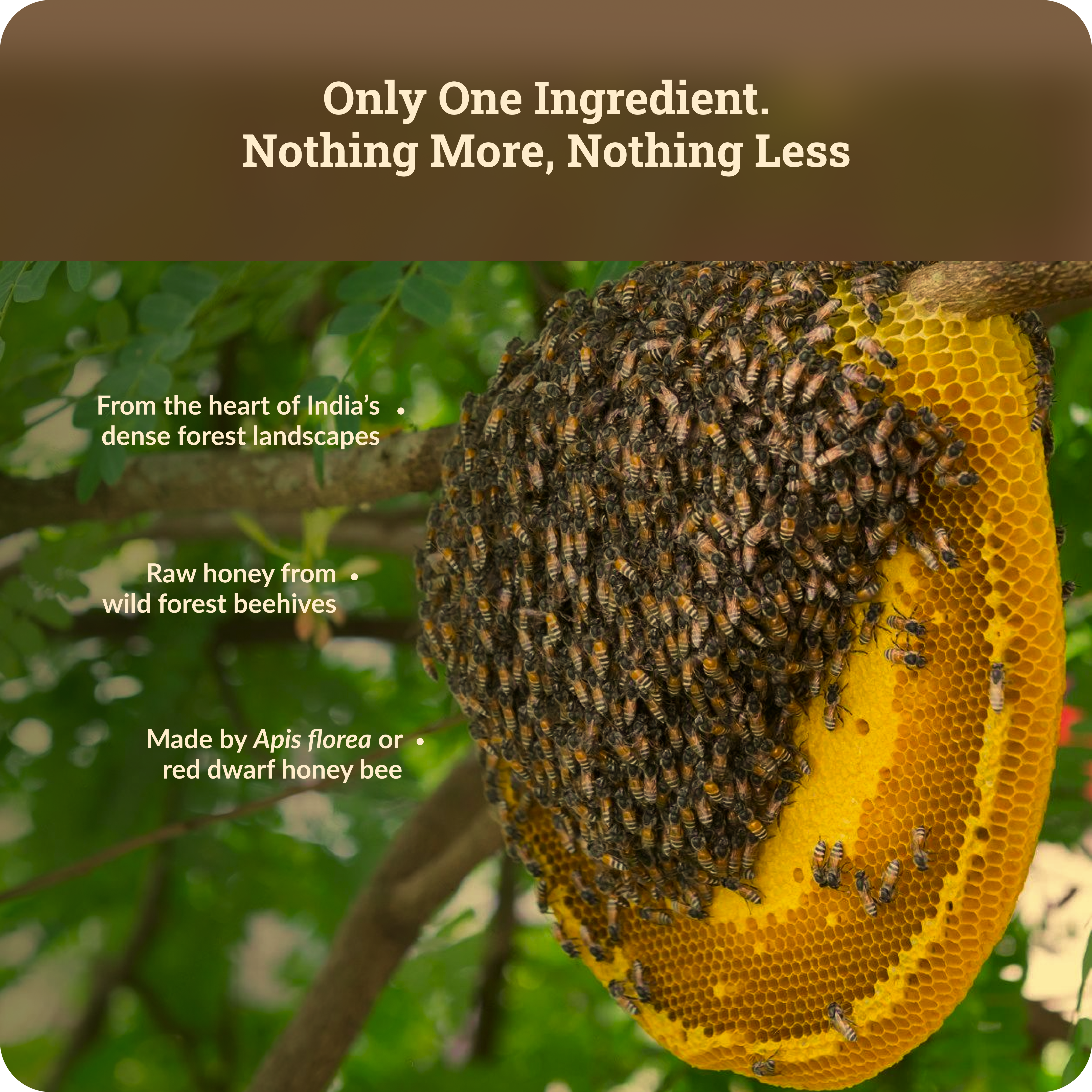 Raw Wild Forest Honey